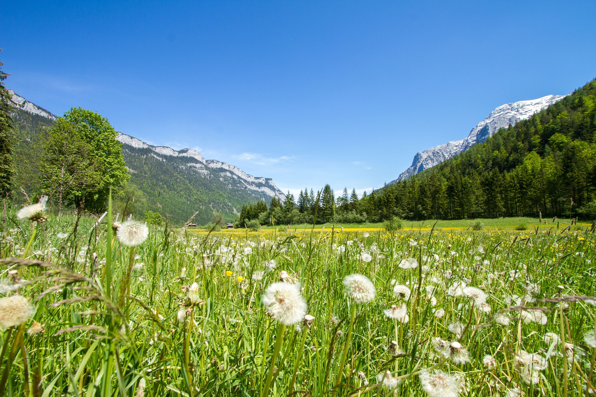 blumenwiese-waidring.jpg