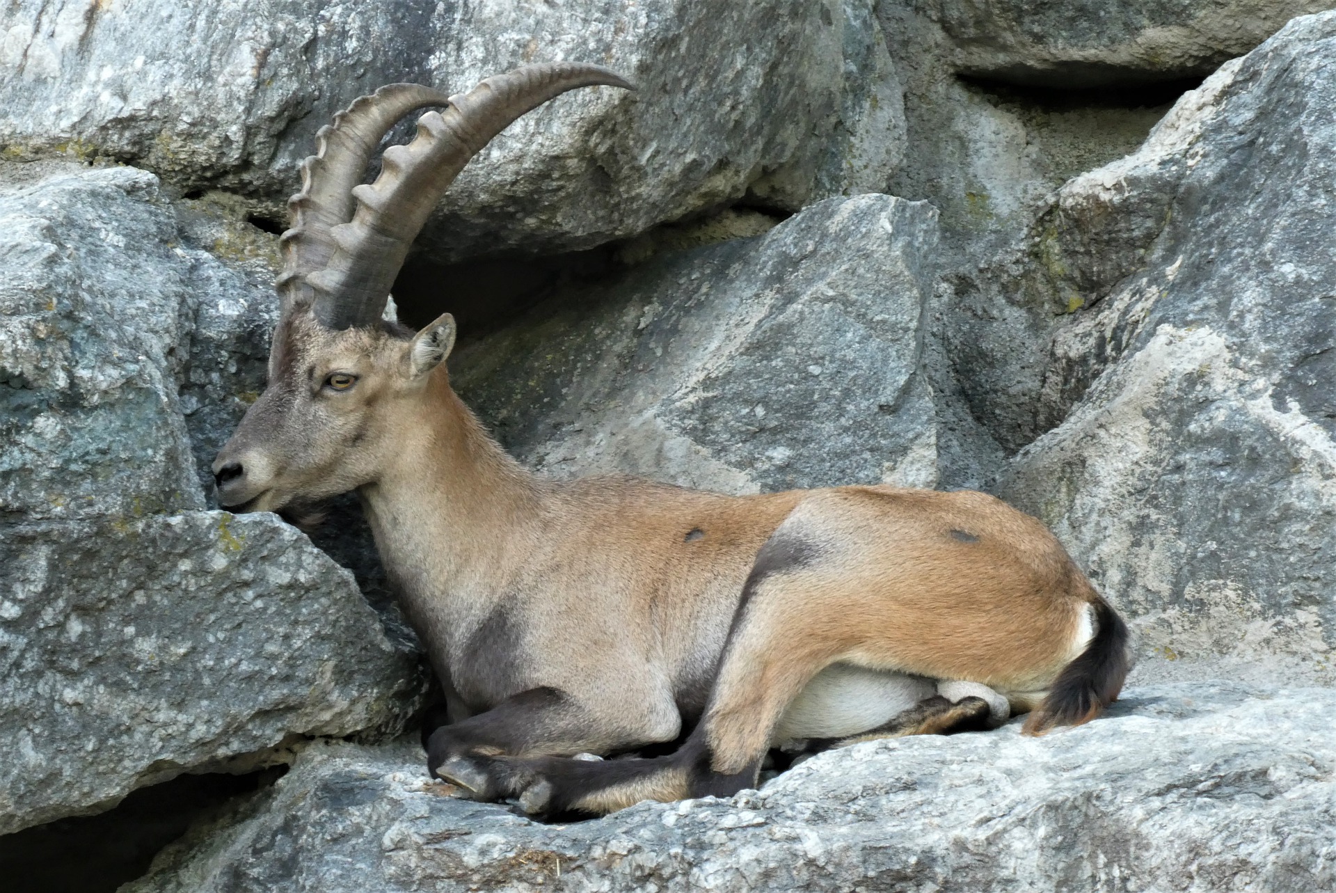 tierpark-innsbruck.jpg